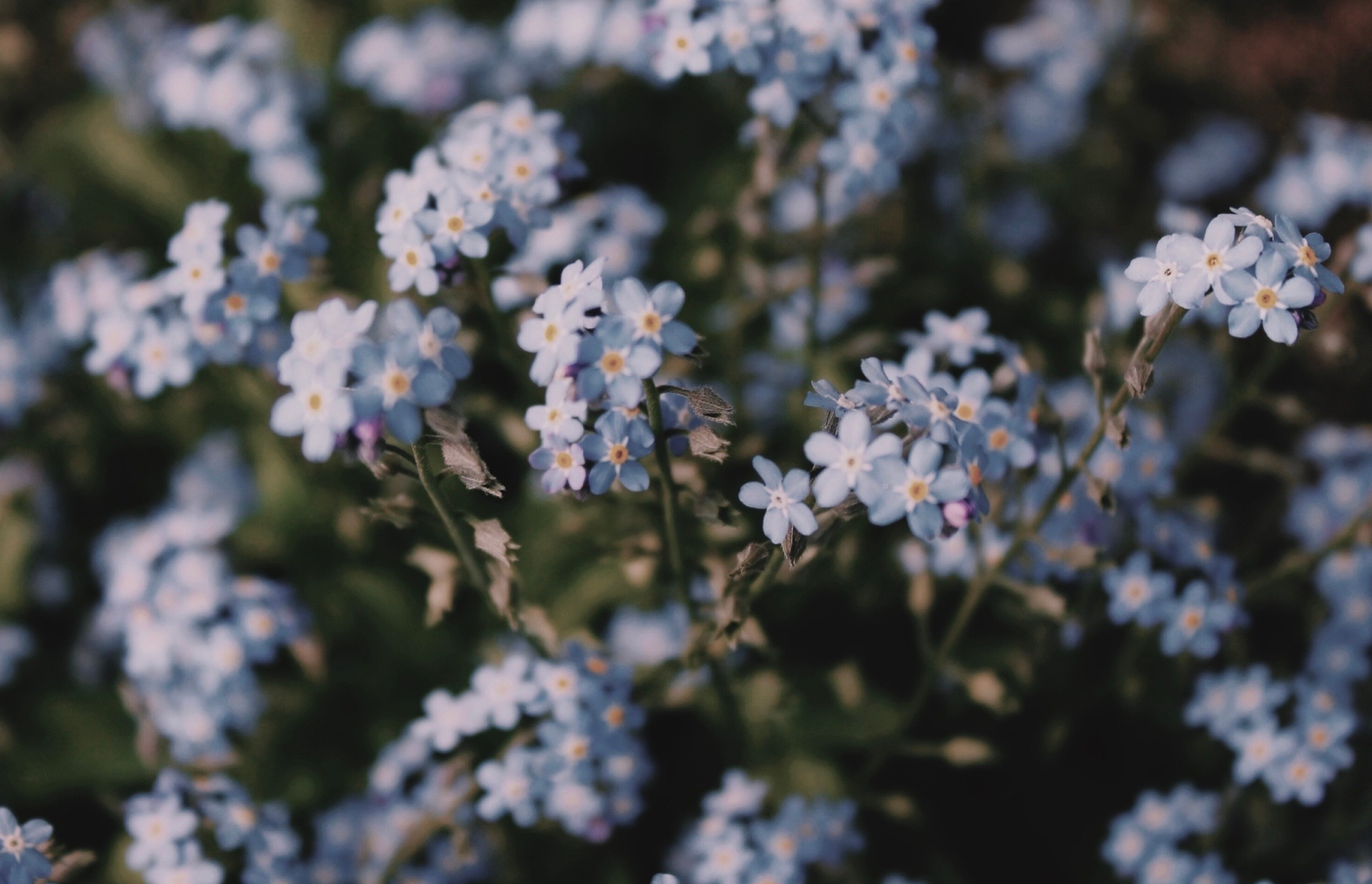 Blossom
